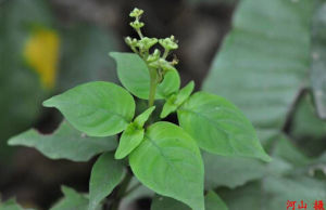 東南蛇根草 東南蛇根草