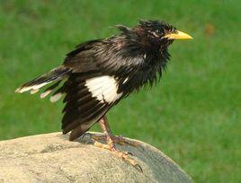 叢林八哥 叢林八哥