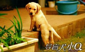 《導盲犬小Q》