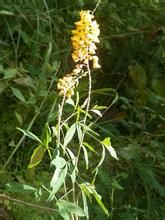 海南豬屎豆 海南豬屎豆