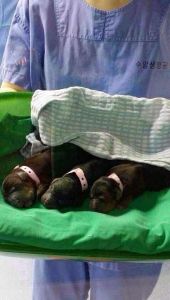 克隆藏獒 克隆藏獒