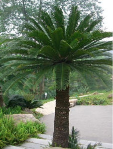 台東蘇鐵 台東蘇鐵