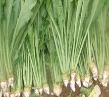 陳芥菜滷汁[陳芥菜滷汁]