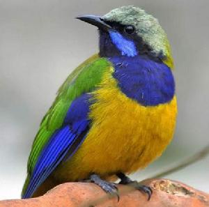 橙腹葉鵯 橙腹葉鵯