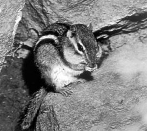 《愛麗絲漫遊奇境》