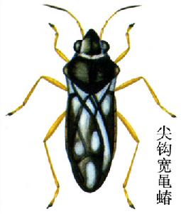 尖鉤寬黽蝽 尖鉤寬黽蝽