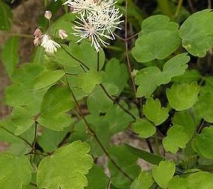 青海馬尾連 青海馬尾連
