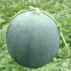 浙蜜5號 浙蜜5號