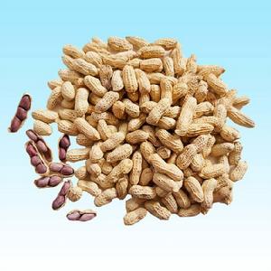 賴坊花生 賴坊花生