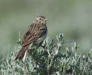 栗肩雀鵐 栗肩雀鵐