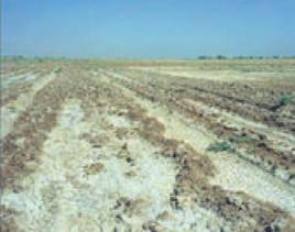 土壤可溶性鹽 土壤可溶性鹽