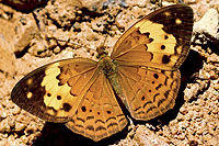 黃襟蛺蝶 黃襟蛺蝶