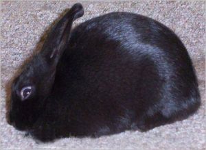 美國兔仔繁殖者協會 美國兔仔繁殖者協會