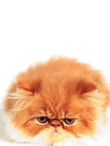 缺血性腸病 缺血性腸病