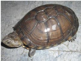 東非側頸龜 東非側頸龜