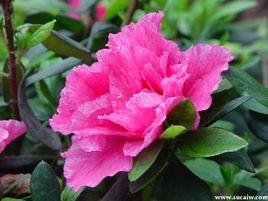 台北市市花 台北市市花