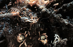 雙列角頭帕 雙列角頭帕