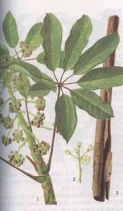 鴨腳木皮 鴨腳木皮