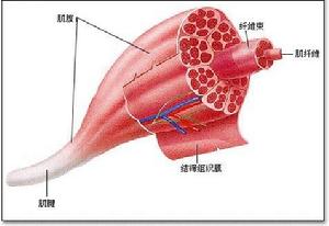 《肌肉收縮實驗》