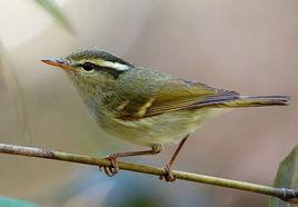 冠紋柳鶯 冠紋柳鶯
