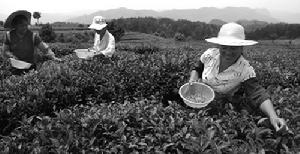 （圖）採摘茶葉