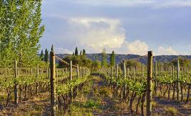 薩爾塔[位於阿根廷重要的葡萄酒產區]