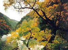 鷓鴣山美景（2）