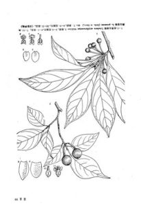 大果山胡椒 大果山胡椒