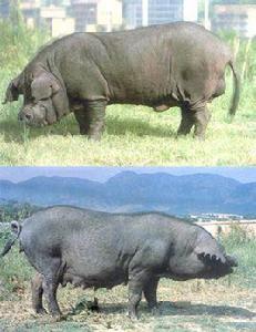 福州黑豬 福州黑豬