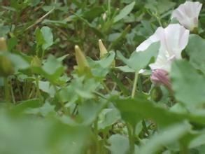 亞東蒿系 亞東蒿系