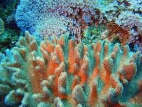隔板珊瑚