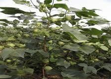 創雜棉21 創雜棉21