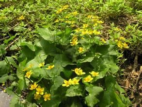 花葉鹿蹄草 花葉鹿蹄草