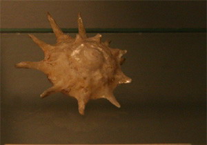 花邊骨螺 花邊骨螺