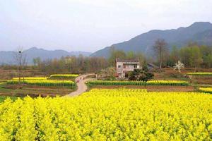 2015漢中油菜花節 2015漢中油菜花節