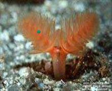 觸手[動物器官]