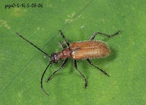 梨山圓眼花天牛