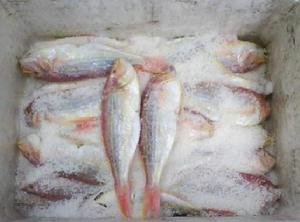 實用凍藏期 實用凍藏期