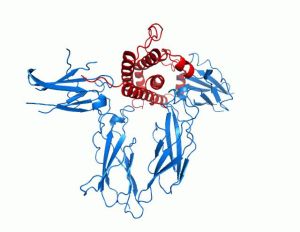 生長激素長效水劑