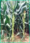 玉米粗縮病 玉米粗縮病