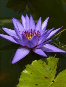 黑色王子 黑色王子