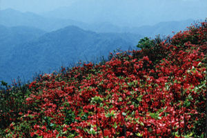 杜鵑花海