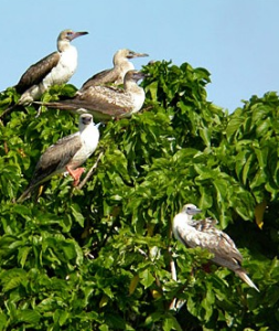 珊瑚島常綠林 珊瑚島常綠林