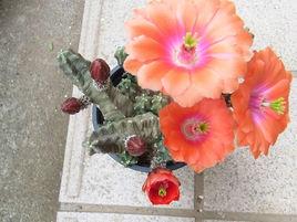 桃太郎[仙人掌科多肉植物]