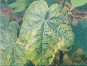 棉花焦斑病 棉花焦斑病