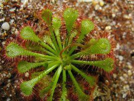 勺葉茅膏菜 勺葉茅膏菜