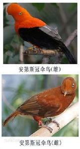 安第斯動冠傘鳥 安第斯動冠傘鳥