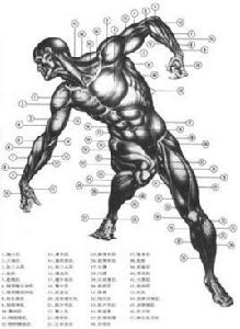 肌肉養護 肌肉養護