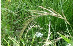 狹葉鵝觀草 狹葉鵝觀草