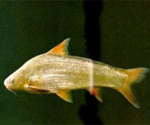 北方銅魚